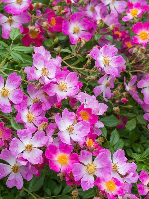 Image may contain: Flower, Petal, Plant, Anemone, Geranium, Purple, Daisy, Dahlia, Nature, Outdoors, Spring, and Vegetation