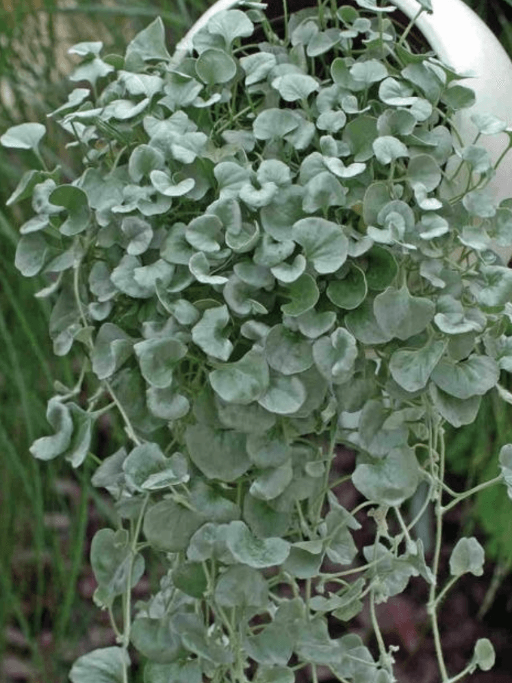 Image may contain: Plant, Potted Plant, Vine, Jar, Planter, Pottery, Vase, Leaf, Herbal, Herbs, and Vegetation