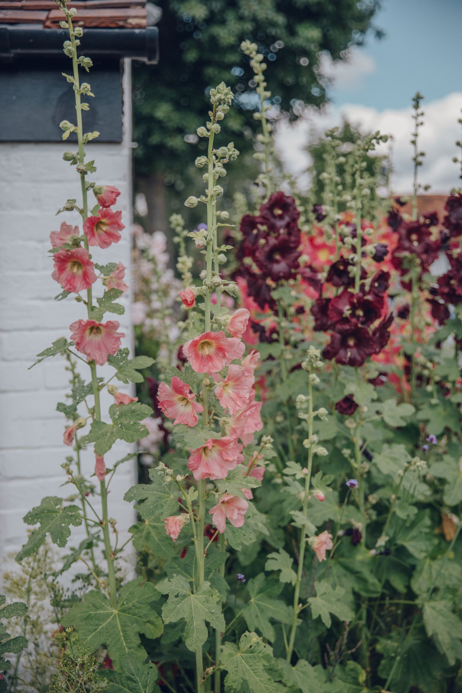 Image may contain Flower Geranium Plant Petal Herbal Herbs Leaf Vegetation Potted Plant Grass Jar and Planter
