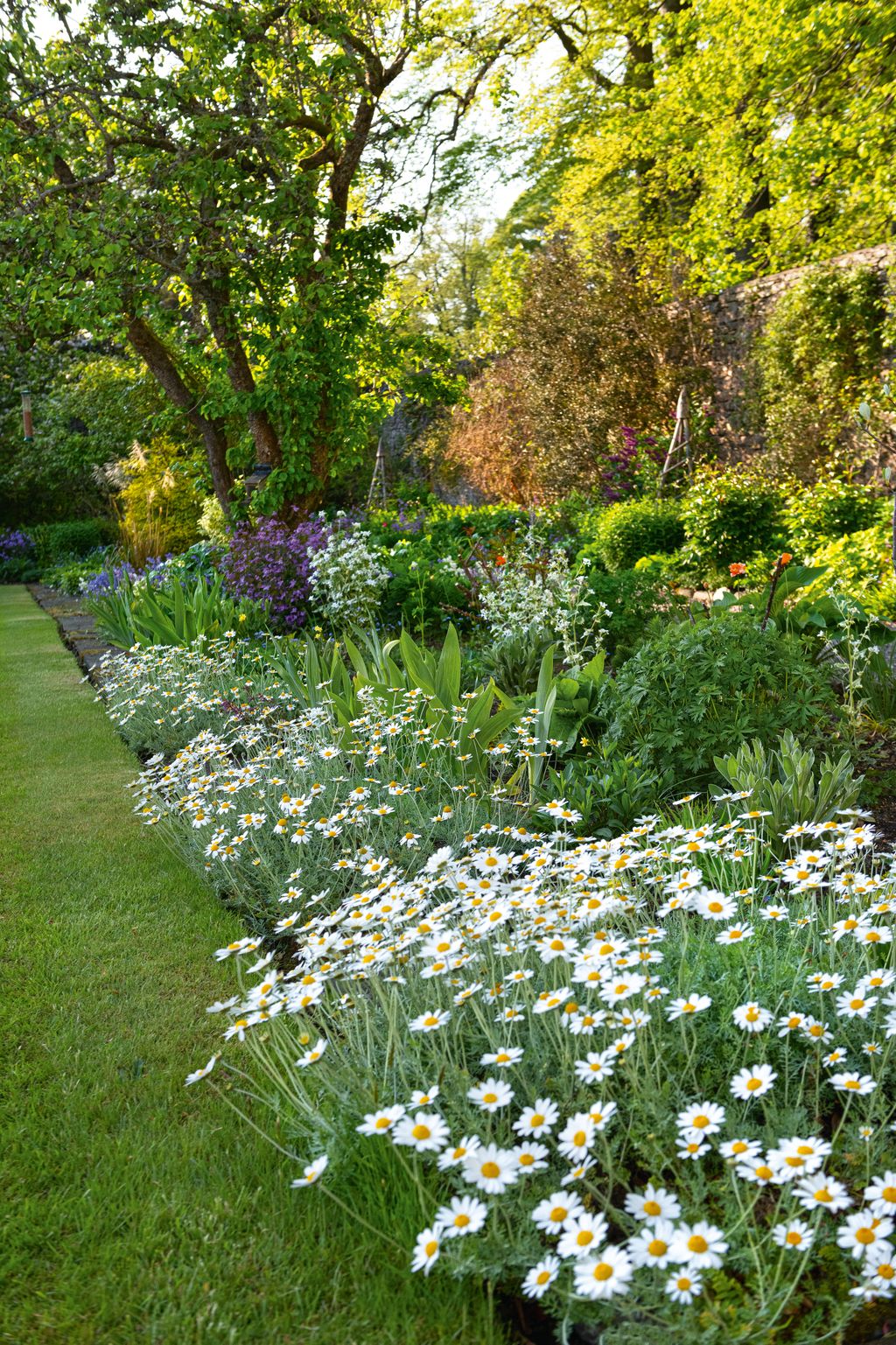 Image may contain Daisy Flower Plant Grass Nature Outdoors Park Garden Vegetation Herbal Herbs Tree and Grove