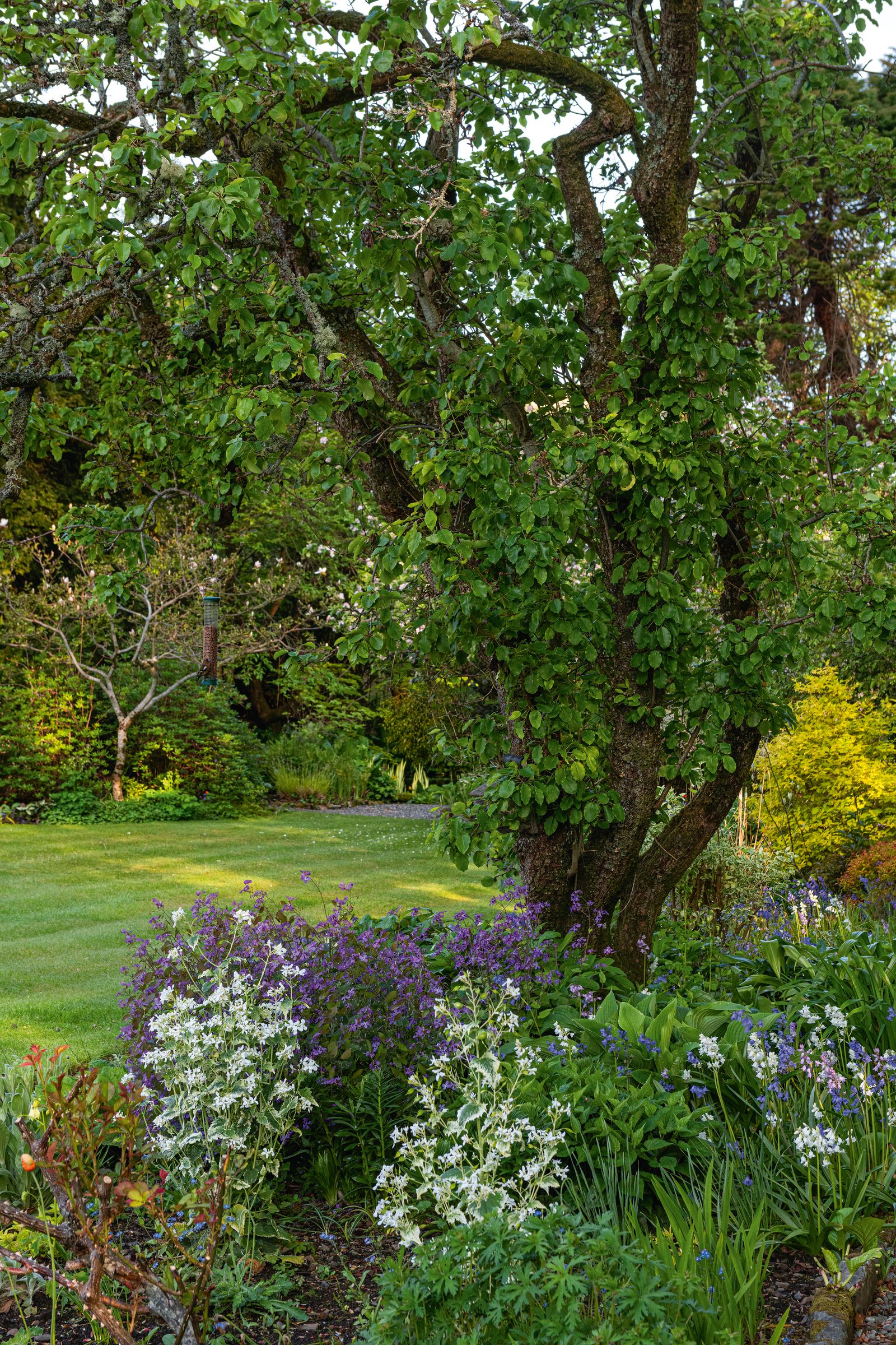 Image may contain Plant Vegetation Grass Tree Land Nature Outdoors Woodland Tree Trunk Park Grove and Garden