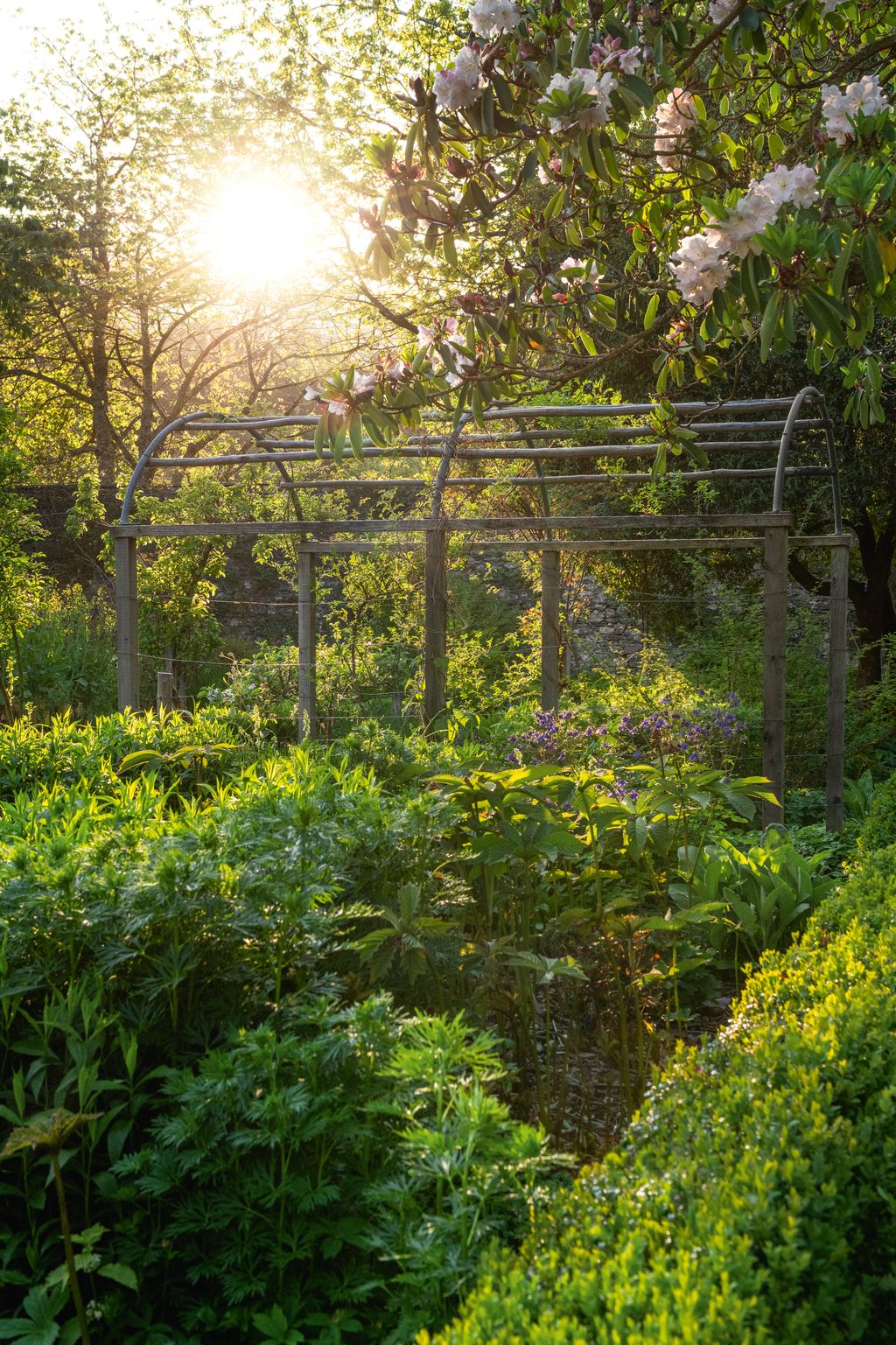 Image may contain Plant Vegetation Garden Nature Outdoors Grove Land Tree Woodland Architecture and Building