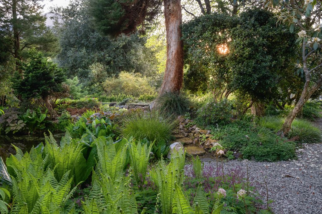 Image may contain Plant Vegetation Land Nature Outdoors Tree Woodland Grove Jungle Garden Grass Fern and Conifer