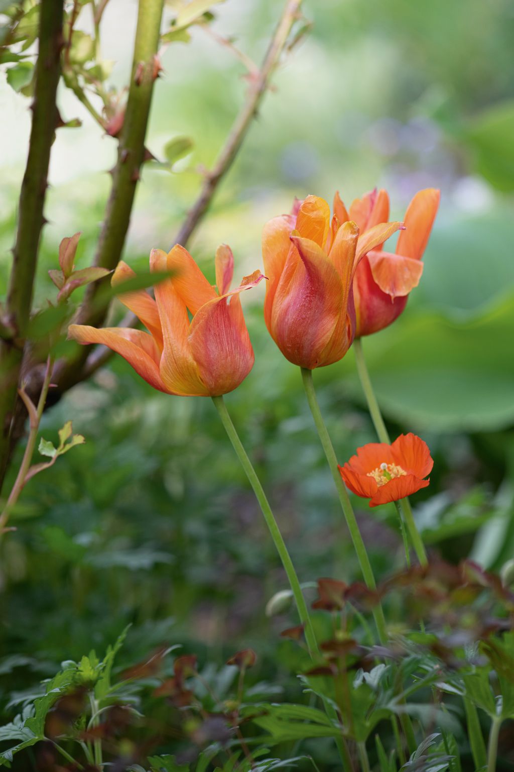Image may contain Flower Petal Plant and Geranium