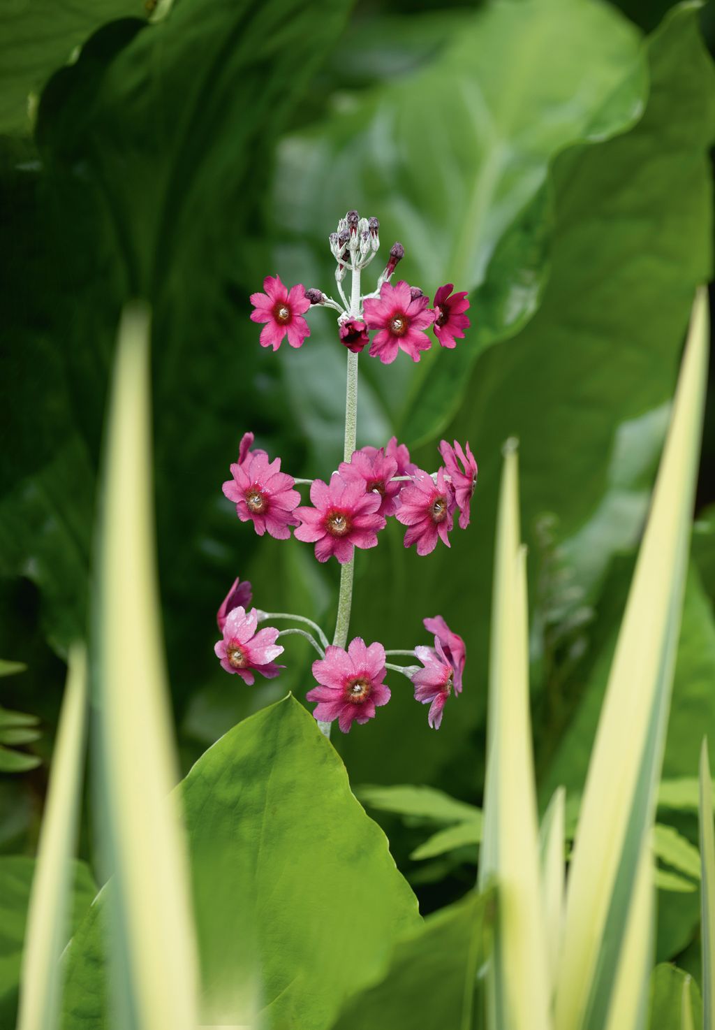 Image may contain Flower Geranium Plant Petal Leaf Vegetation Anther Daisy and Purple