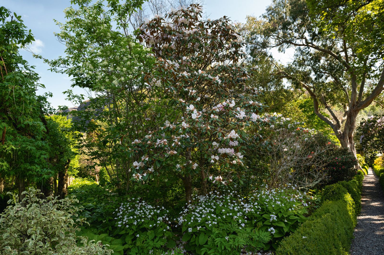 Image may contain Plant Vegetation Land Nature Outdoors Tree Woodland Grass Park Fence Hedge Garden and Grove