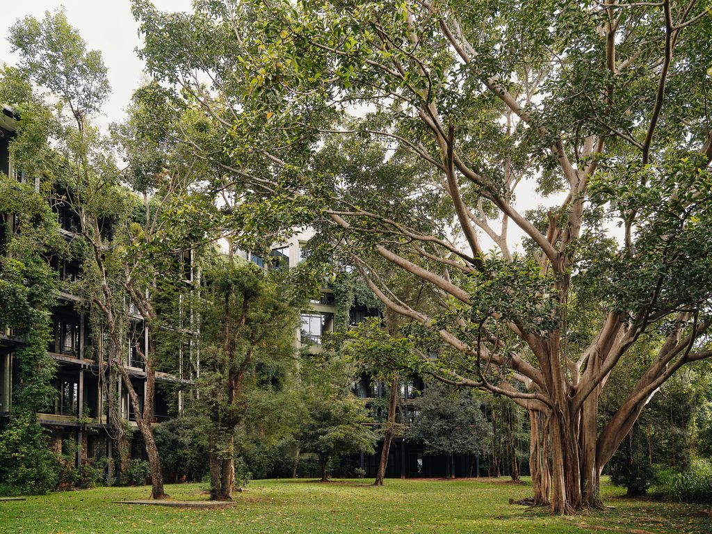 Image may contain Plant Tree and Banyan