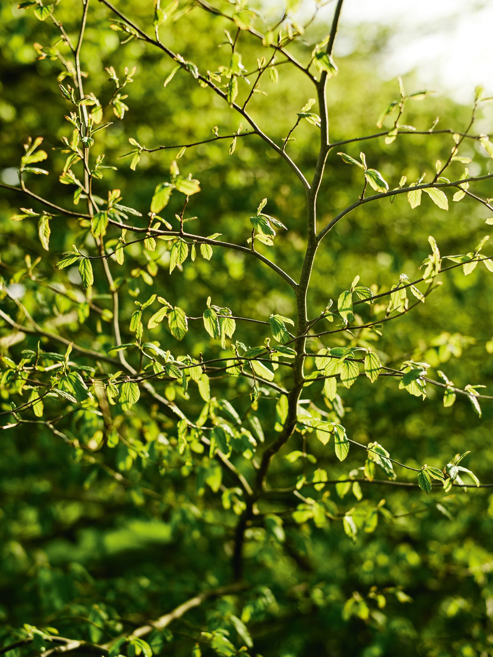 Image may contain Leaf Plant Vegetation Green Tree Land Nature Outdoors Woodland and Tree Trunk