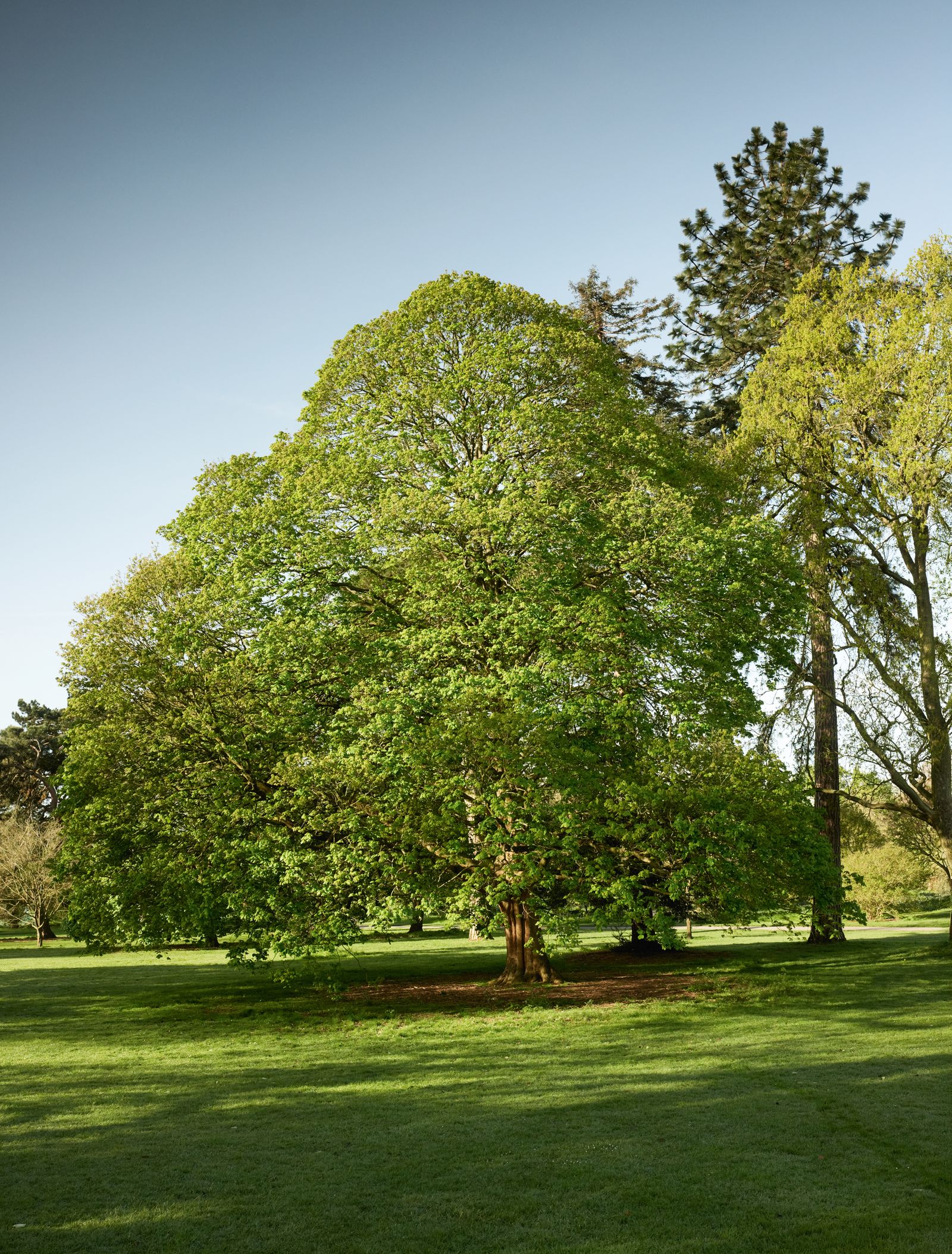 Image may contain Plant Tree Grass Nature Outdoors Park Vegetation Grove Land Woodland Oak Sycamore and Lawn