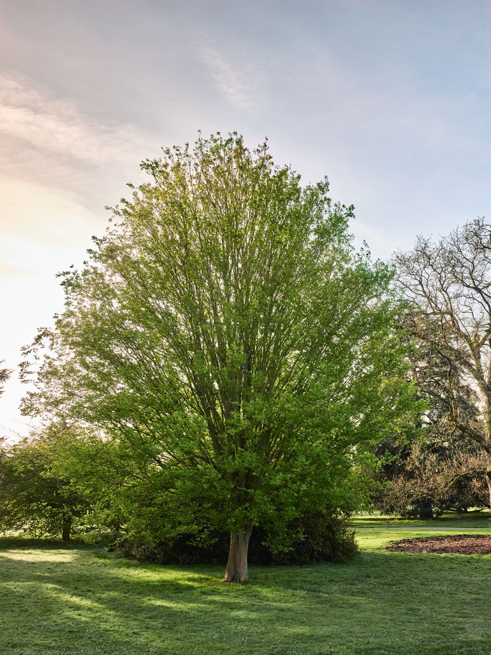 Image may contain Plant Tree Vegetation Grass Nature Outdoors Park Grove Land Woodland Oak Sycamore and Lawn