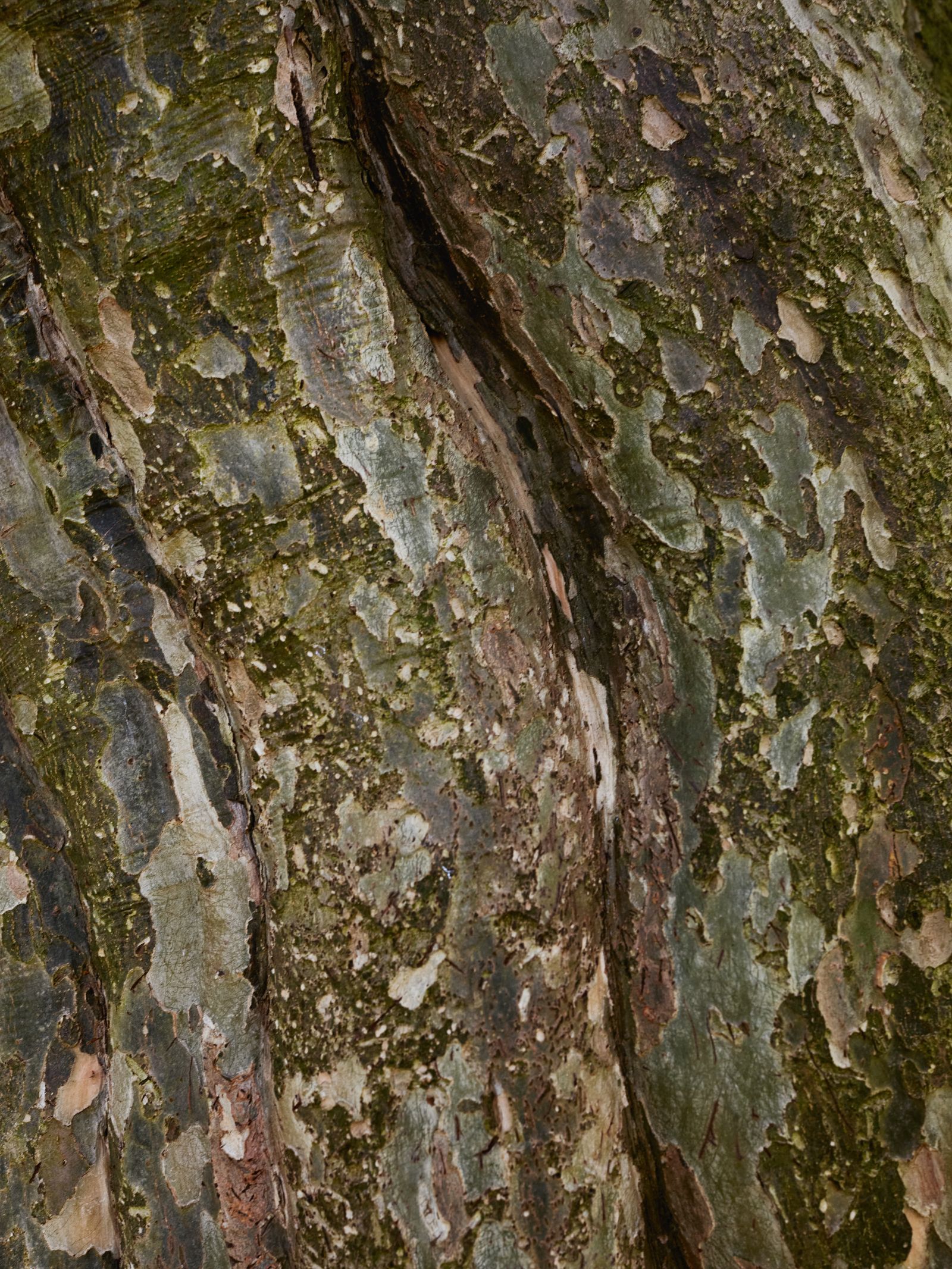 Image may contain Plant Tree Tree Trunk and Rock