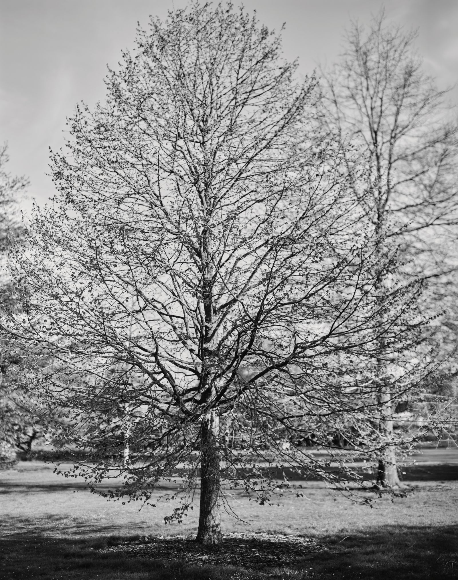 Image may contain Plant Tree Tree Trunk Ice and Fir
