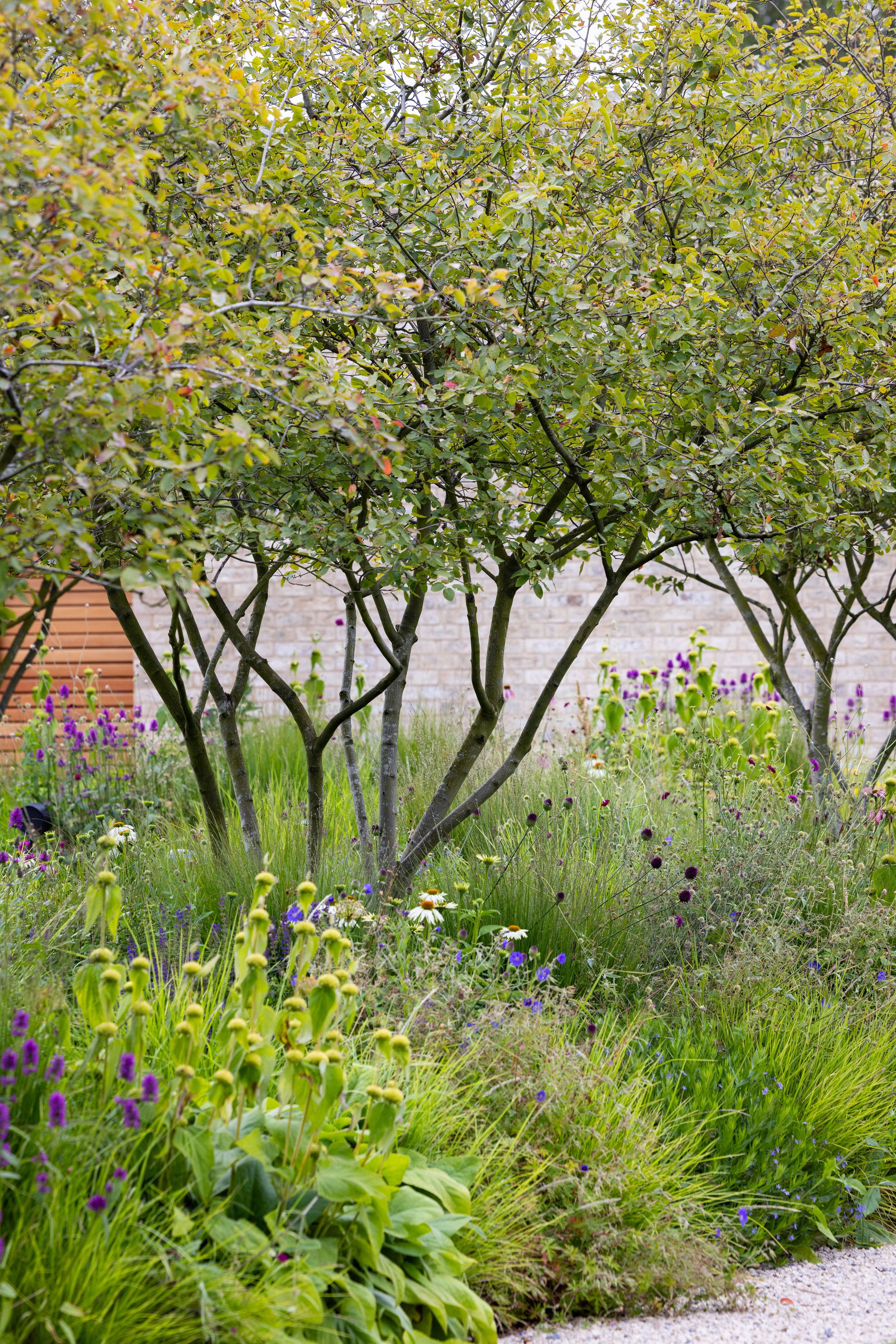 Image may contain: Plant, Vegetation, Garden, Nature, Outdoors, Grass, Herbal, Herbs, Land, Tree, Woodland, Purple, and Grove