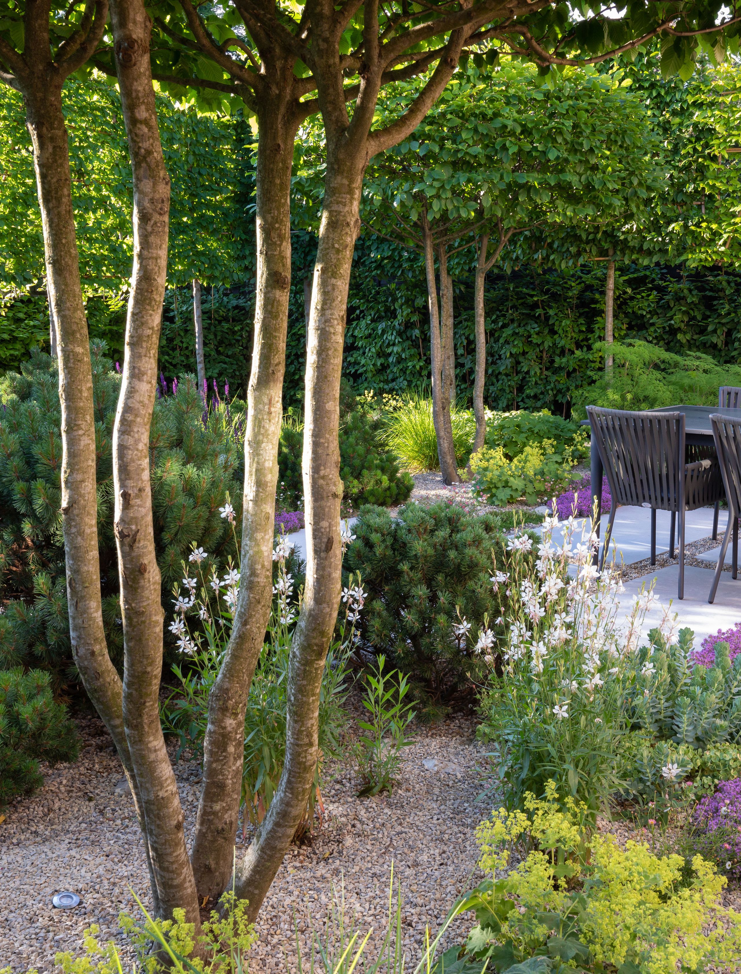 Image may contain: Garden, Nature, Outdoors, Plant, Tree, Backyard, Yard, Vegetation, Herbal, Herbs, Grass, and Land