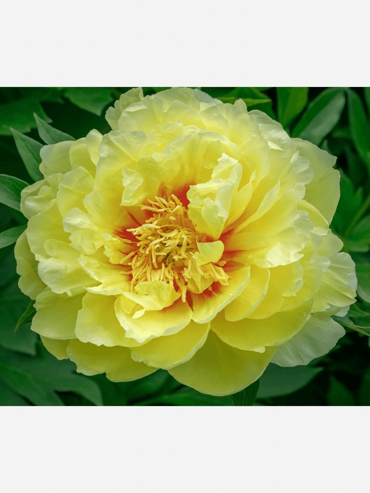 Image may contain: Flower, Plant, Rose, Peony, and Dahlia