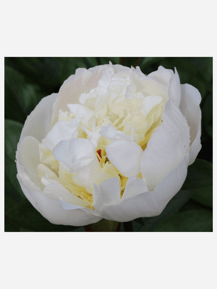 Image may contain: Flower, Plant, Rose, Peony, and Petal