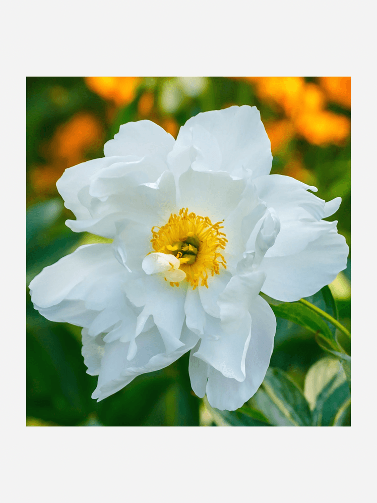 Image may contain: Plant, Pollen, Anemone, Flower, Rose, Geranium, and Petal