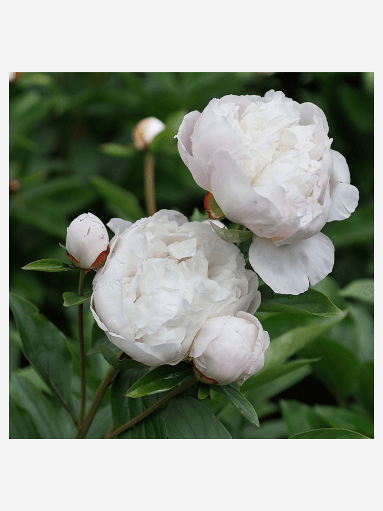 Image may contain: Flower, Plant, Geranium, Rose, Peony, and Petal