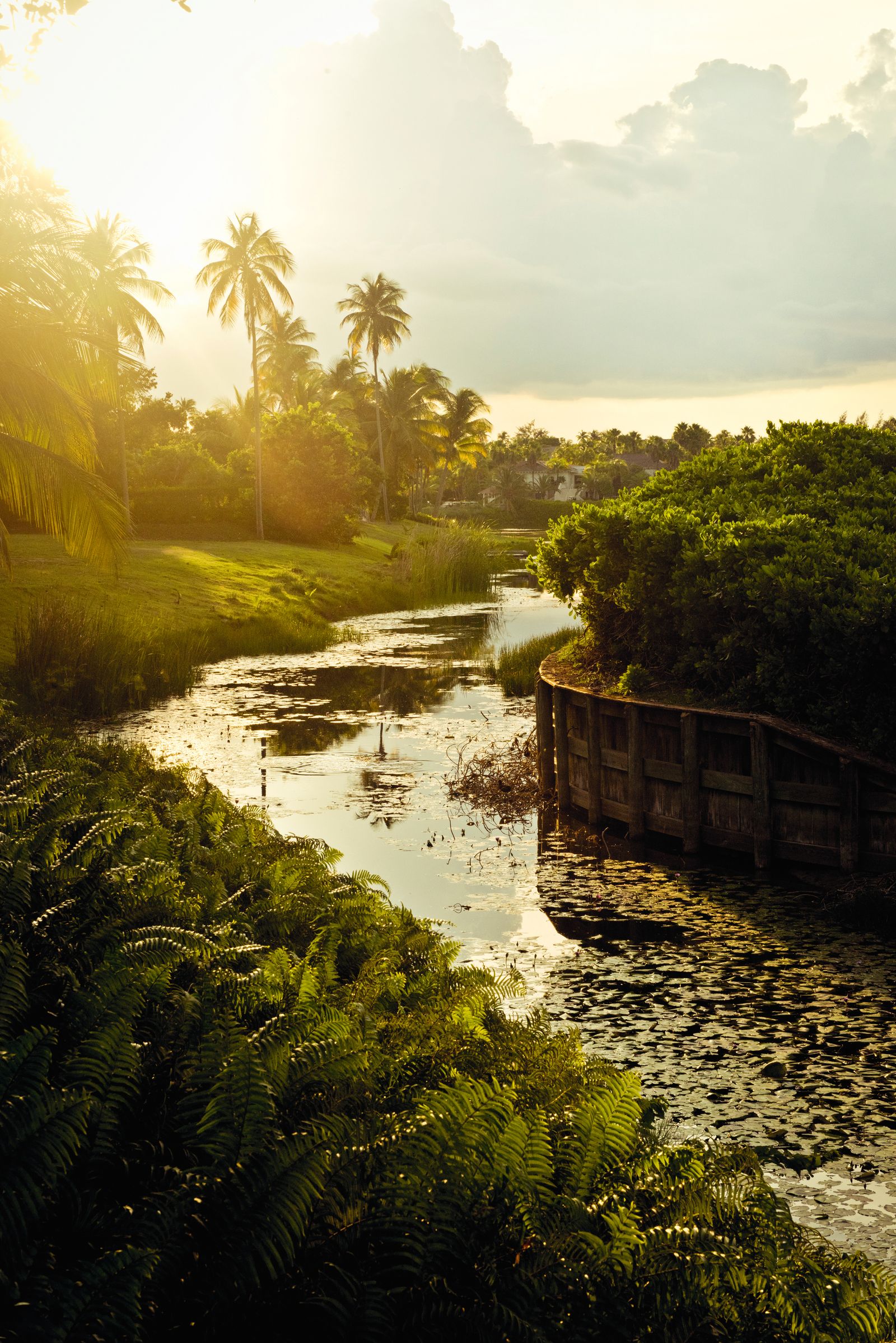 Image may contain Jungle Land Nature Outdoors Plant Rainforest Tree Vegetation Summer Green Grove and Woodland
