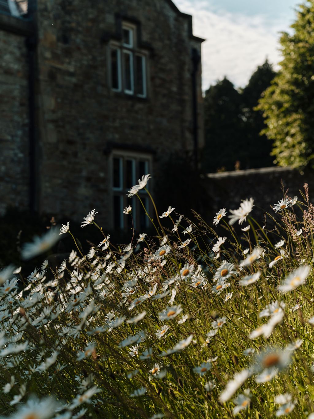 Image may contain Daisy Flower Plant Grass Vegetation Field Grassland Nature Outdoors and Petal