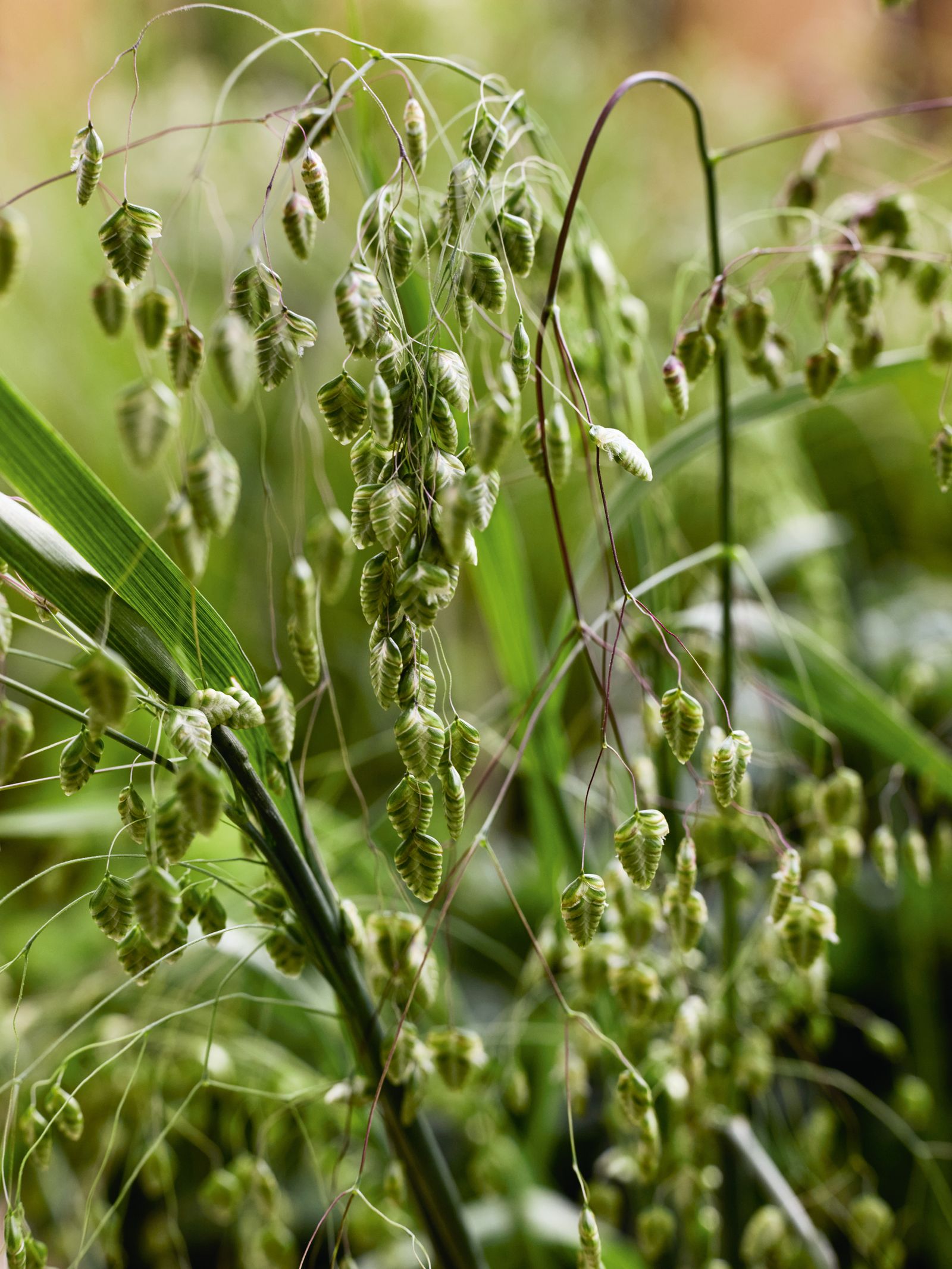 Image may contain Grass Plant Vegetation Bud Flower Sprout Green and Leaf