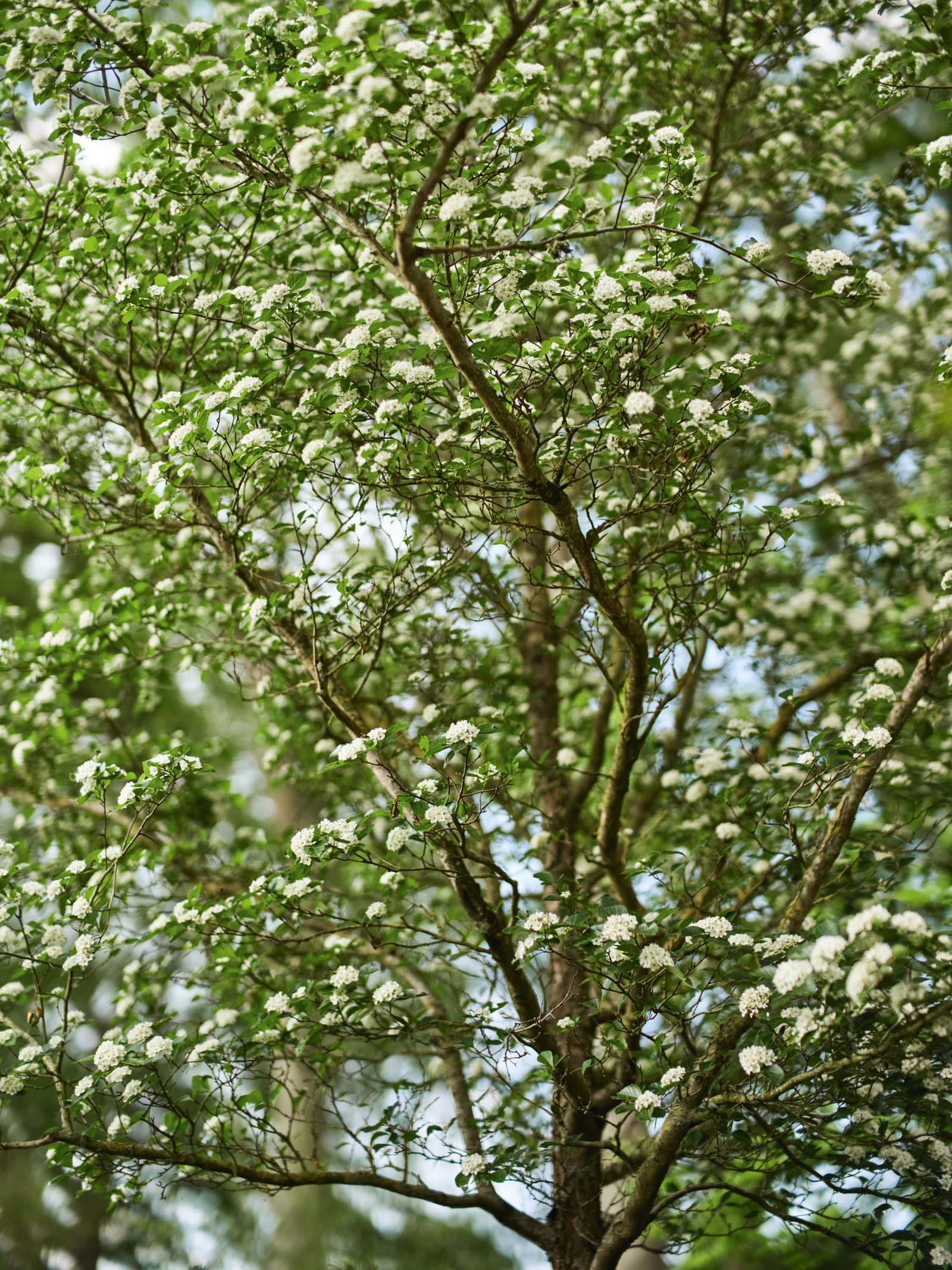 Image may contain Plant Vegetation Tree Land Nature Outdoors Woodland Grove Leaf Tree Trunk Flower and Rainforest