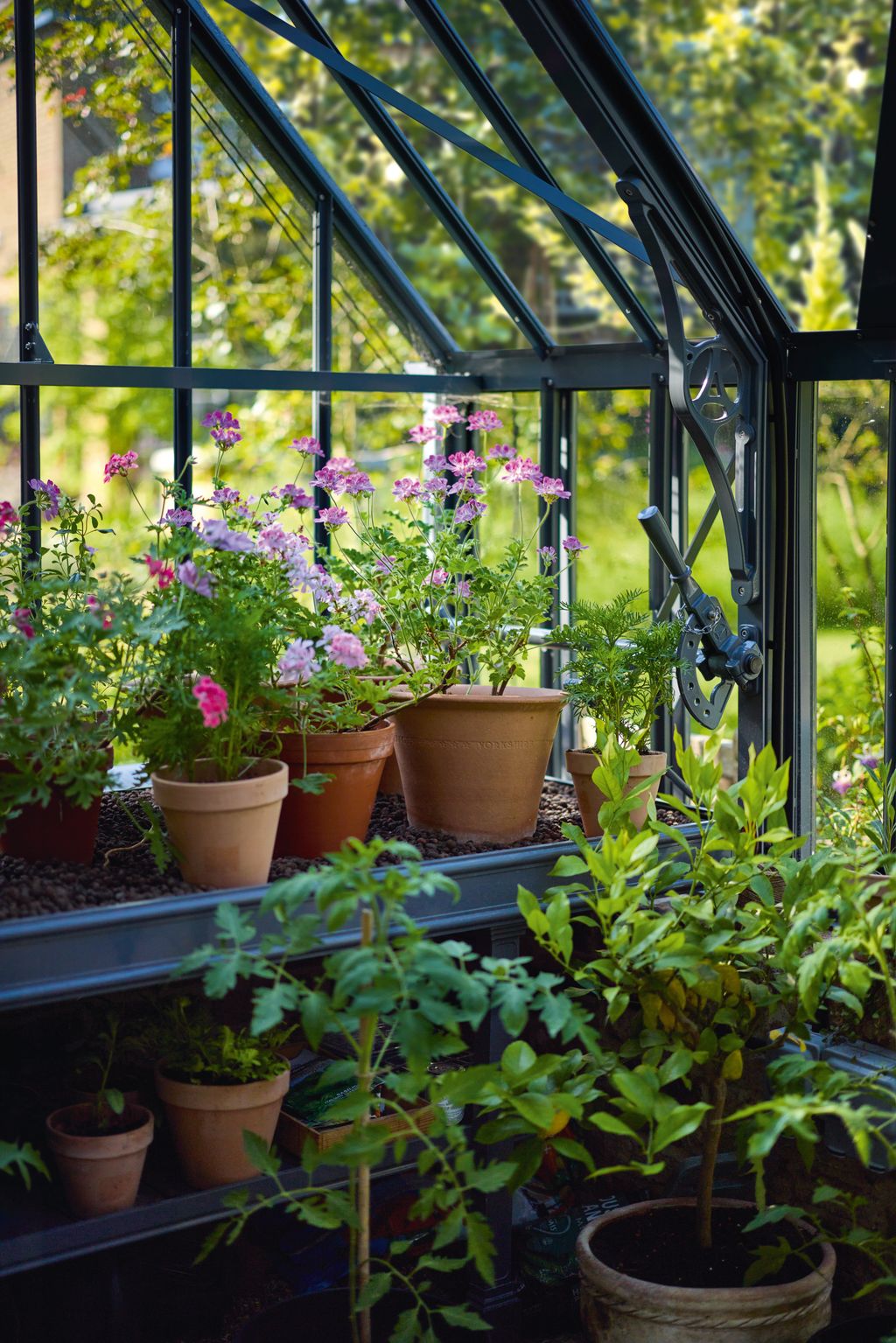 Image may contain Garden Nature Outdoors Plant Potted Plant Jar Planter Pottery Vase Flower and Geranium