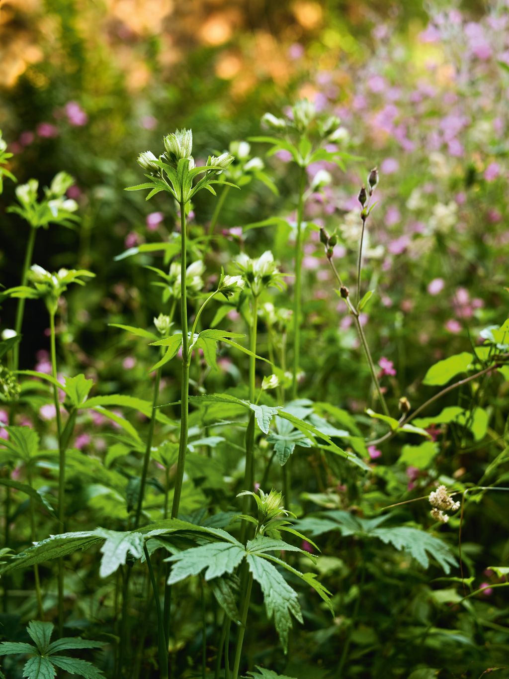 Image may contain Flower Geranium Plant Herbal Herbs Green Vegetation Leaf Bud Sprout and Tree