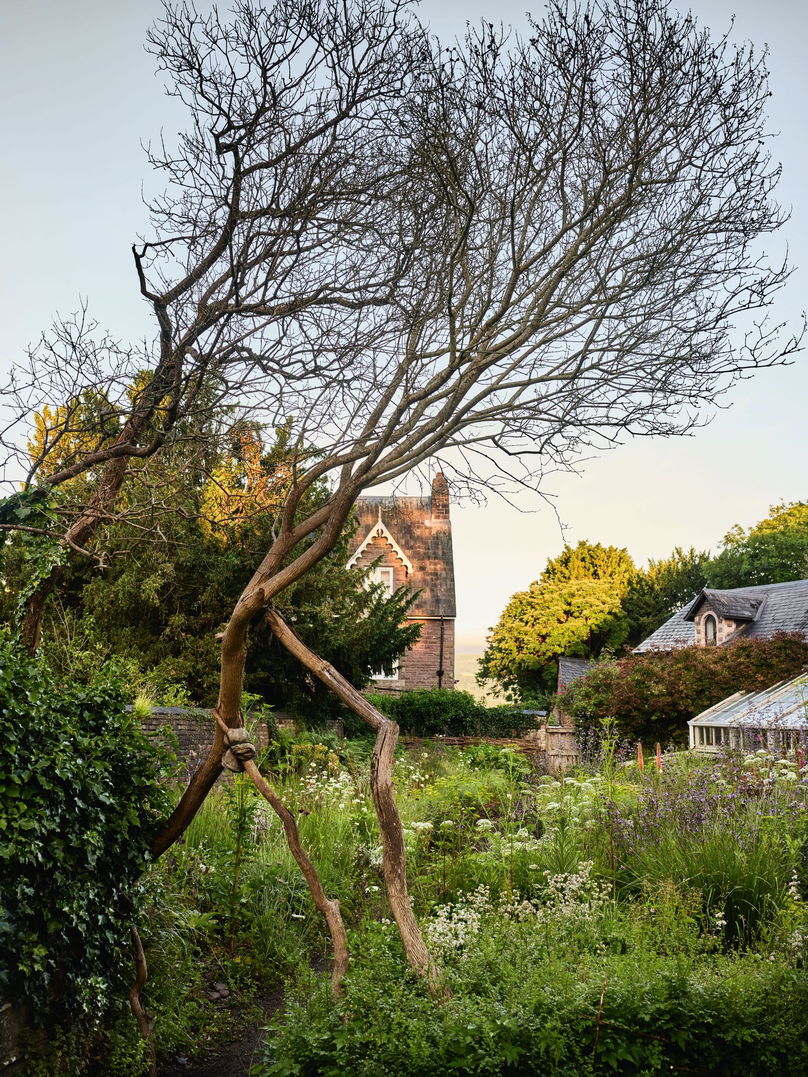 Image may contain Plant Tree Nature Outdoors Vegetation Yard and Garden