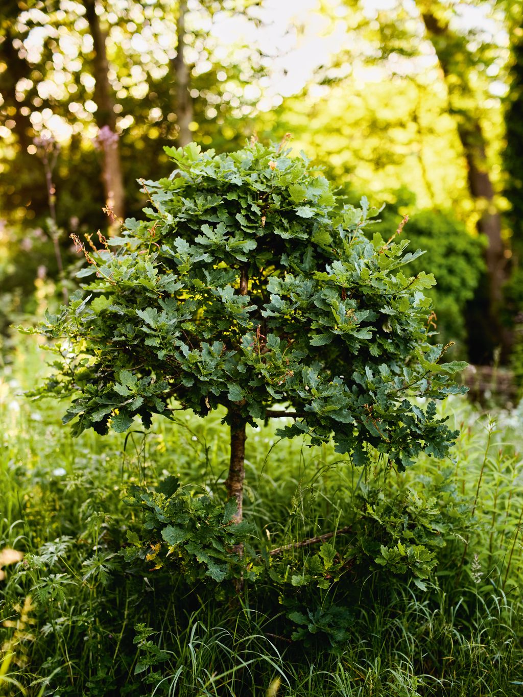 Image may contain Plant Vegetation Tree Land Nature Outdoors Woodland and Potted Plant