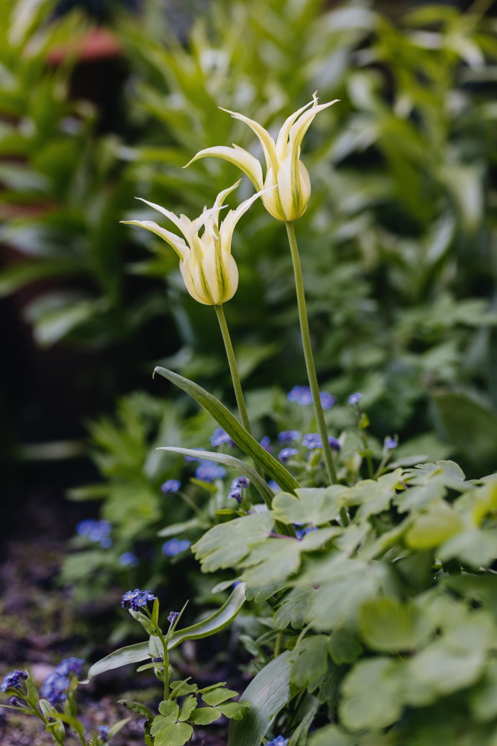 Image may contain Flower Plant Petal Vegetation and Amaryllidaceae