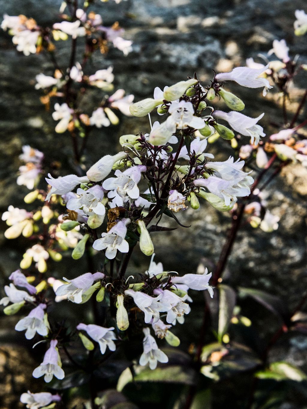 Image may contain Flower Petal Plant Acanthaceae and Geranium