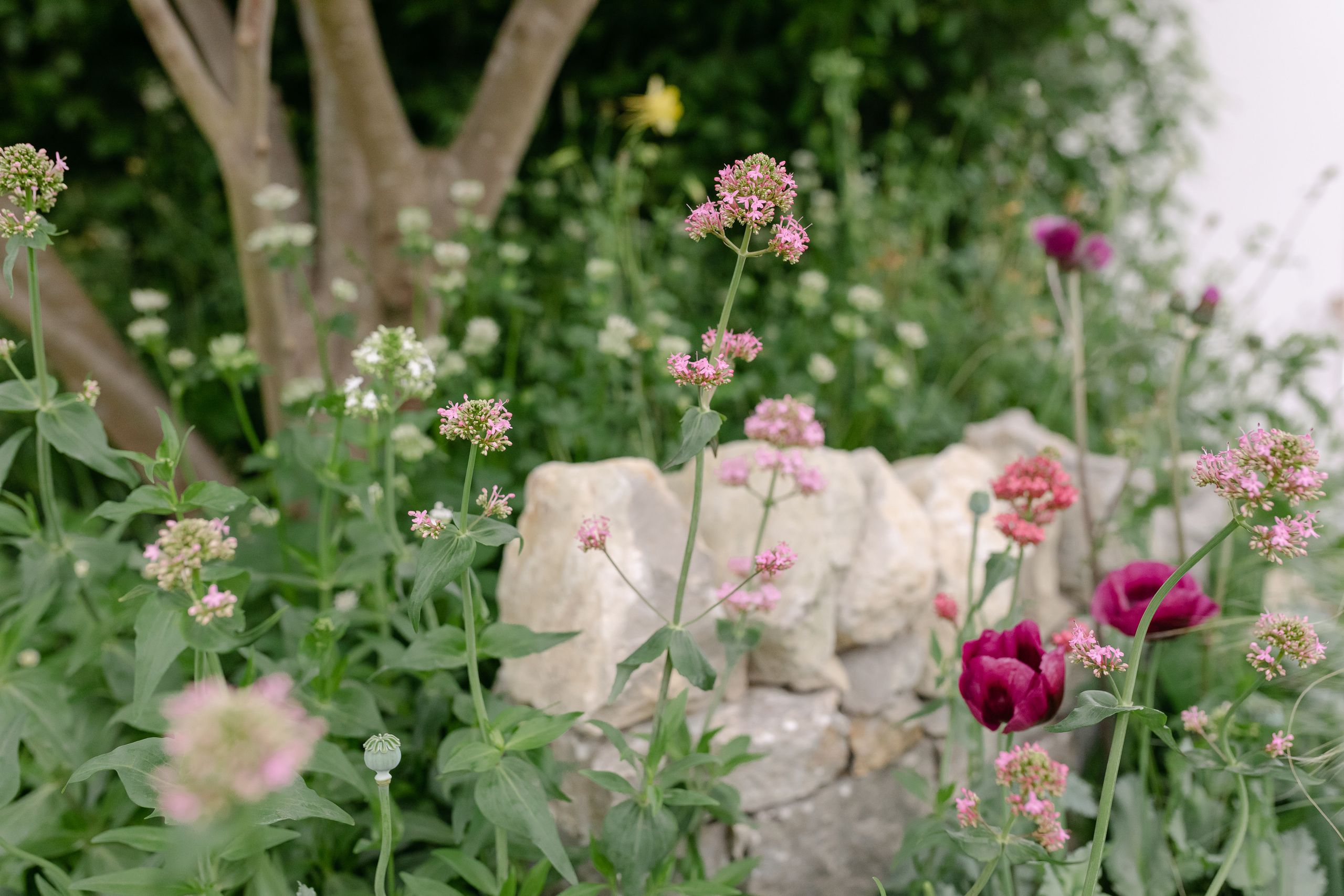 Image may contain: Herbal, Herbs, Plant, Vegetation, Flower, Petal, Rock, Daisy, Leaf, Geranium, Potted Plant, and Tree