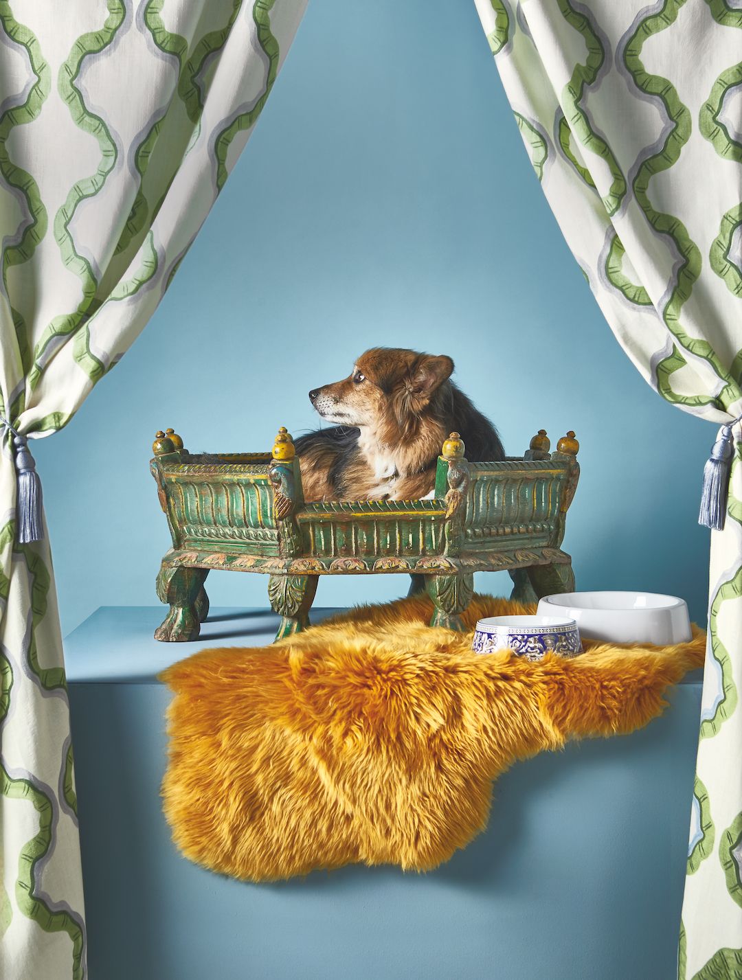 Image may contain Animal Canine Mammal Pet Dog and Dog Bed