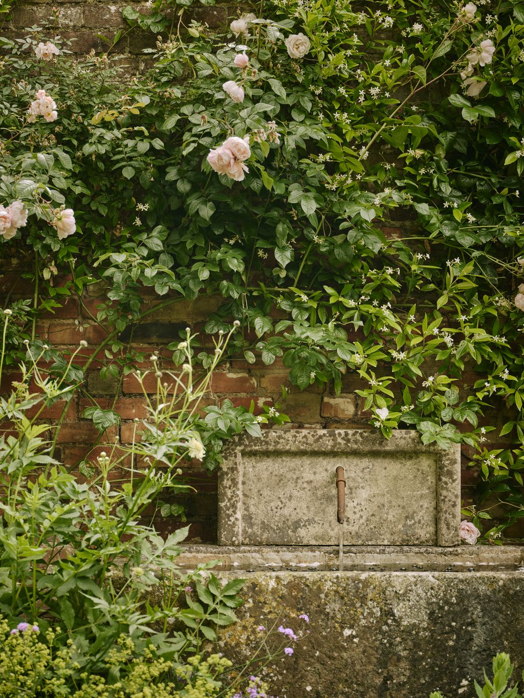 Image may contain Leaf Plant Flower Geranium Garden Nature Outdoors Tomb Herbal Herbs Rose and Vegetation