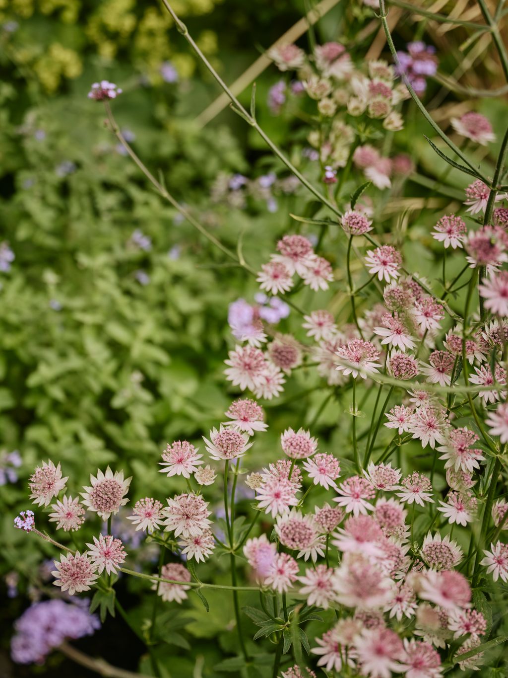 Image may contain Daisy Flower Plant Petal Geranium Dahlia Herbal Herbs Vegetation Apiaceae Leaf and Nature