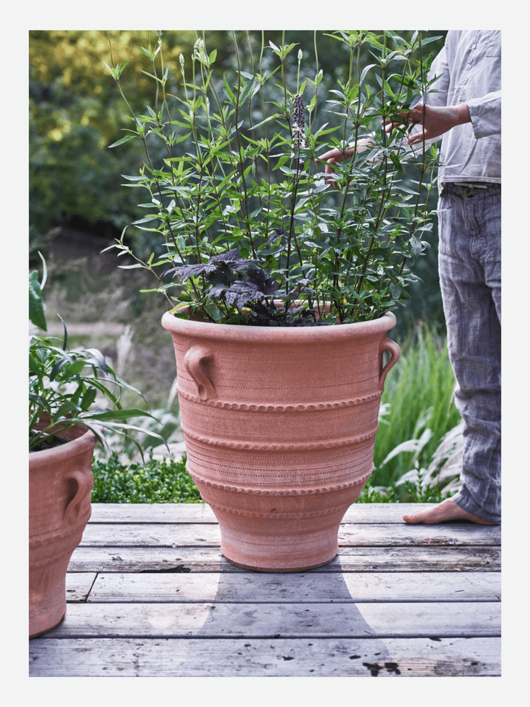 Image may contain: Cookware, Pot, Plant, Garden, Nature, Outdoors, Potted Plant, Jar, Planter, Pottery, Vase, and Herbs