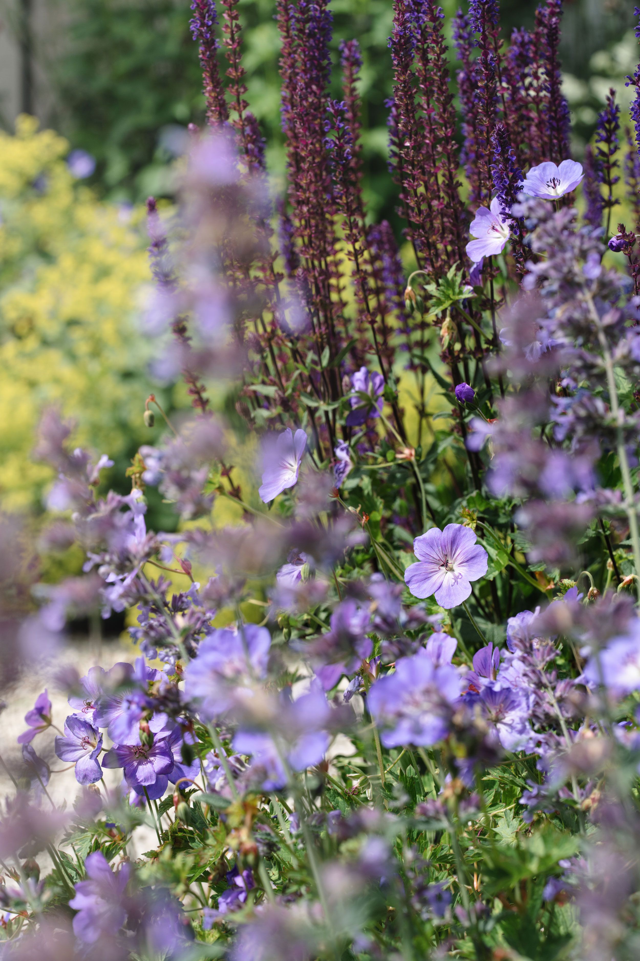 Image may contain: Flower, Geranium, Plant, Purple, Anemone, Petal, Flax, Herbal, Herbs, Vegetation, and Lavender