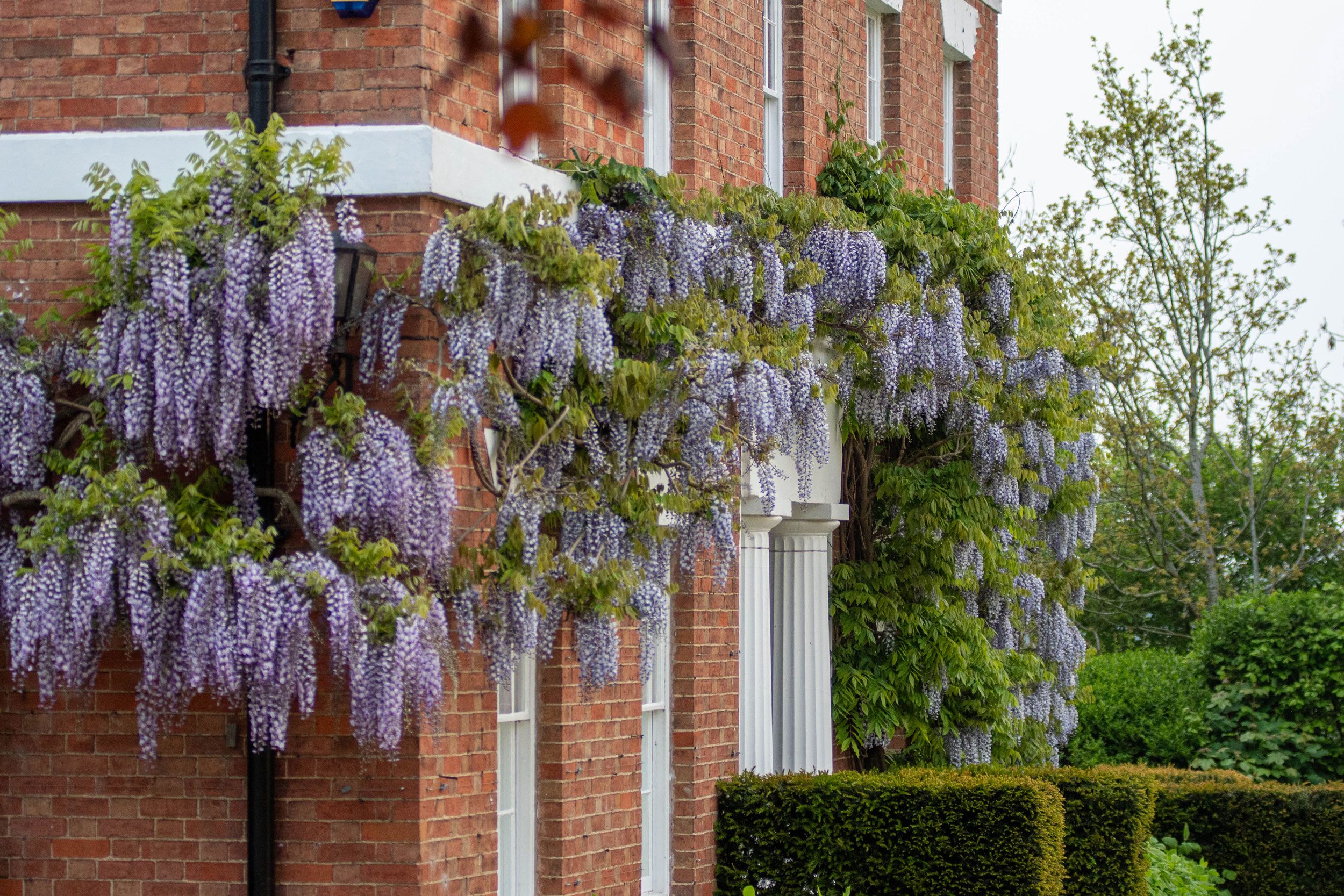 Image may contain: Brick, Plant, Vegetation, Flower, Vine, Outdoors, and Nature