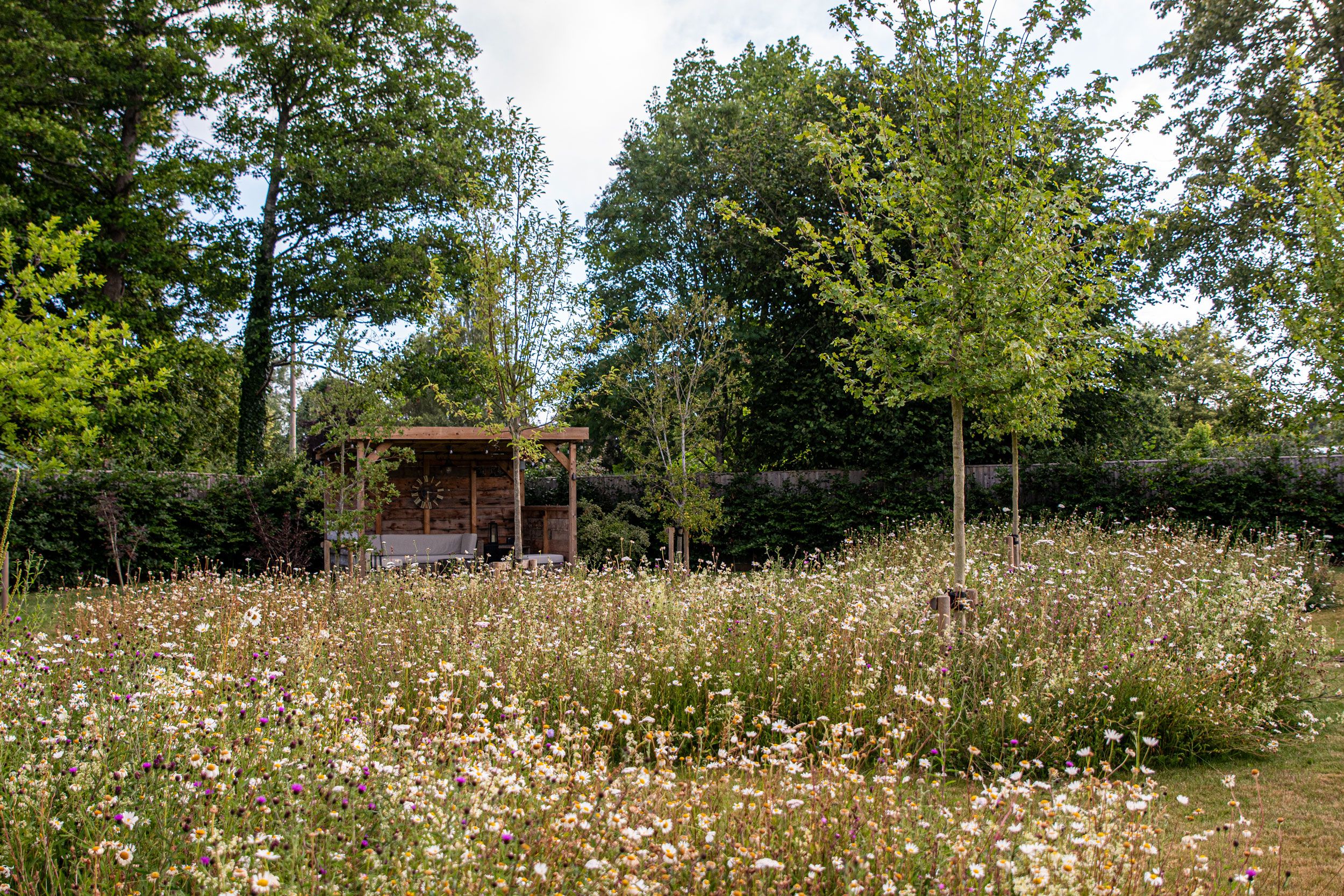 Image may contain: Plant, Vegetation, Land, Nature, Outdoors, Tree, Woodland, Herbal, Herbs, Grove, Grass, Apiary, and Field