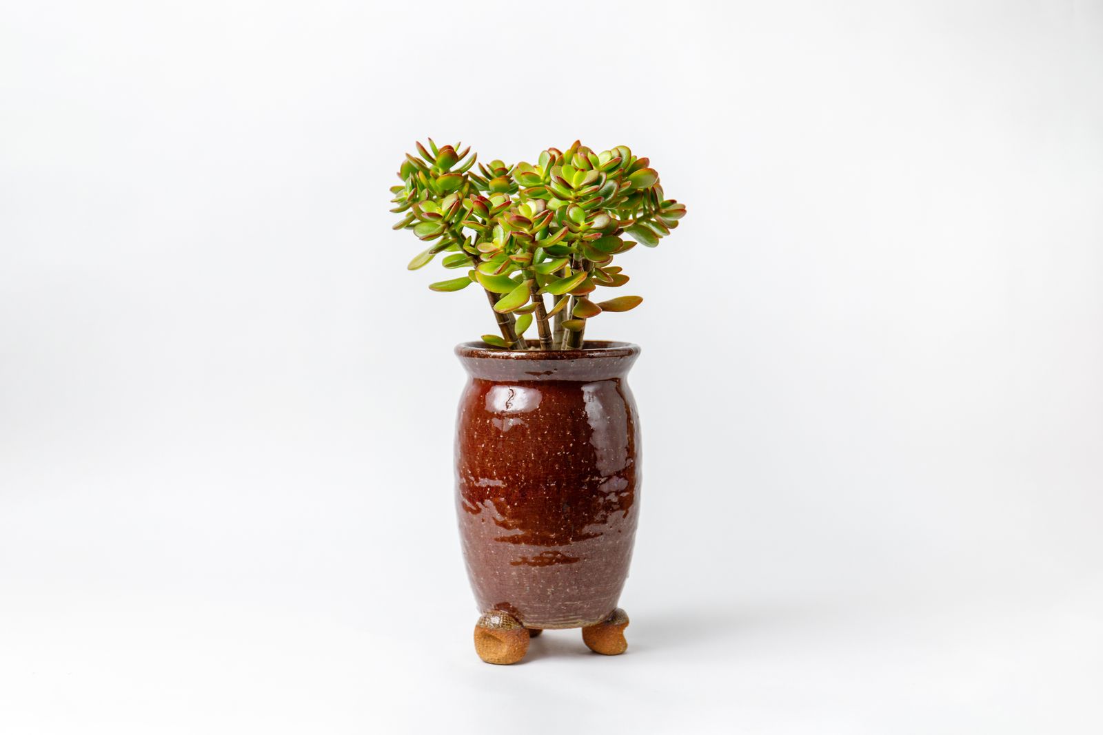 Best Good Luck Plants for Attract Money Health and Positive Vibes at Home. From the lucky bamboo to the money tree and...