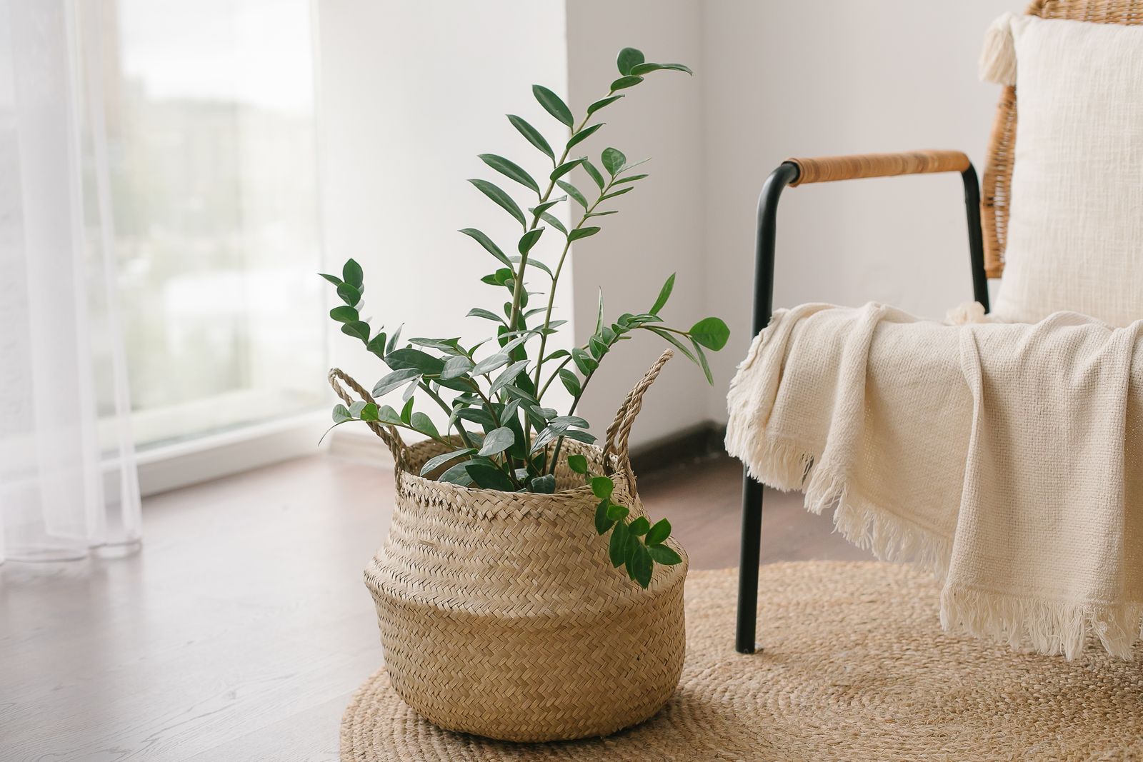 Best Good Luck Plants for Attract Money Health and Positive Vibes at Home. From the lucky bamboo to the money tree and...