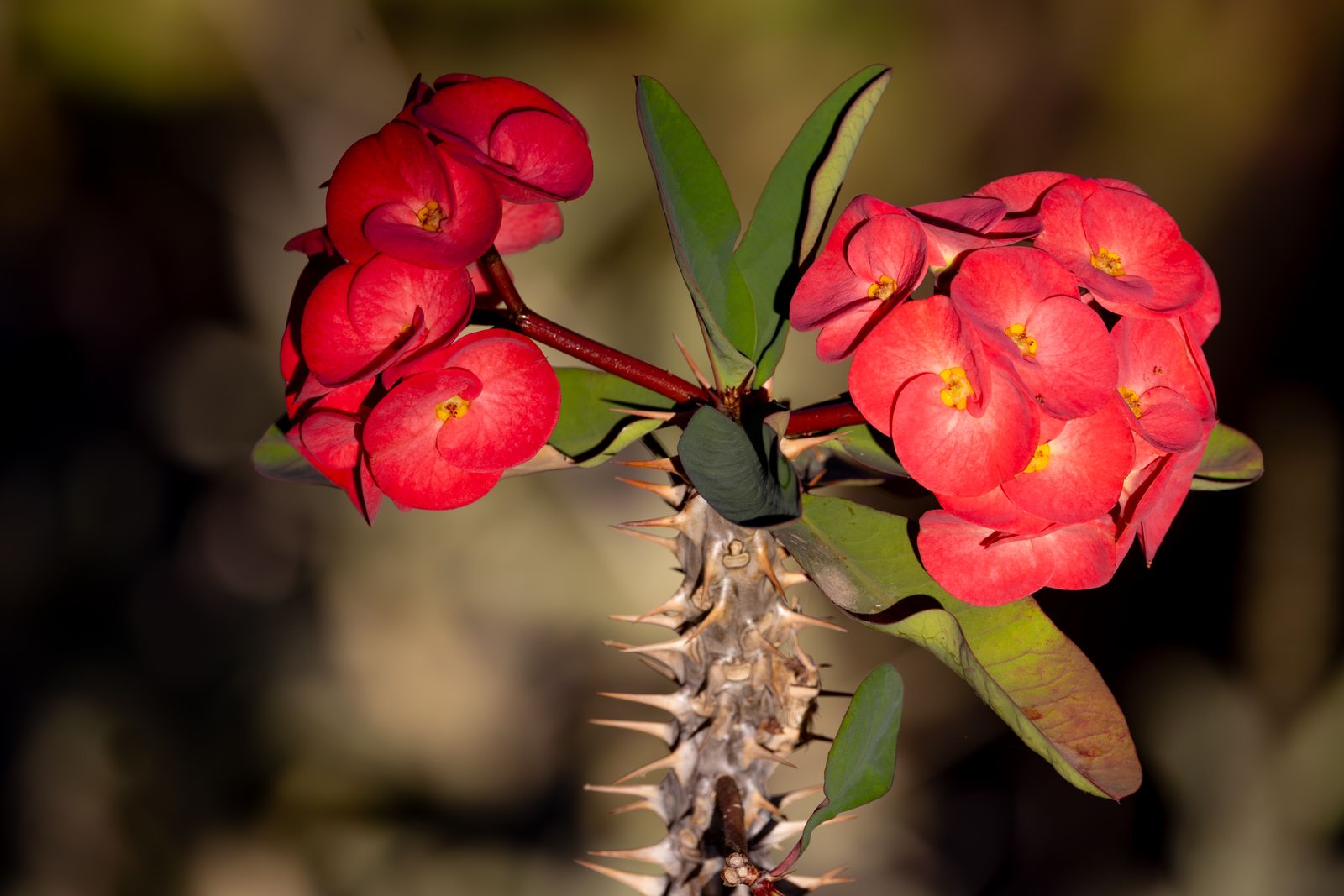 Thorny Plants Can Lead to Spiritual Unrest. 16 Unlucky Plants To Remove From Your Home Immediately and 5 Important...