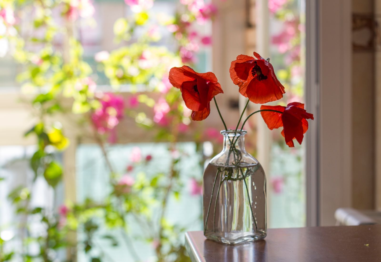 16 Unlucky Plants To Remove From Your Home Immediately and 5 Important Good Luck Plants You Should Have. Get rid of...