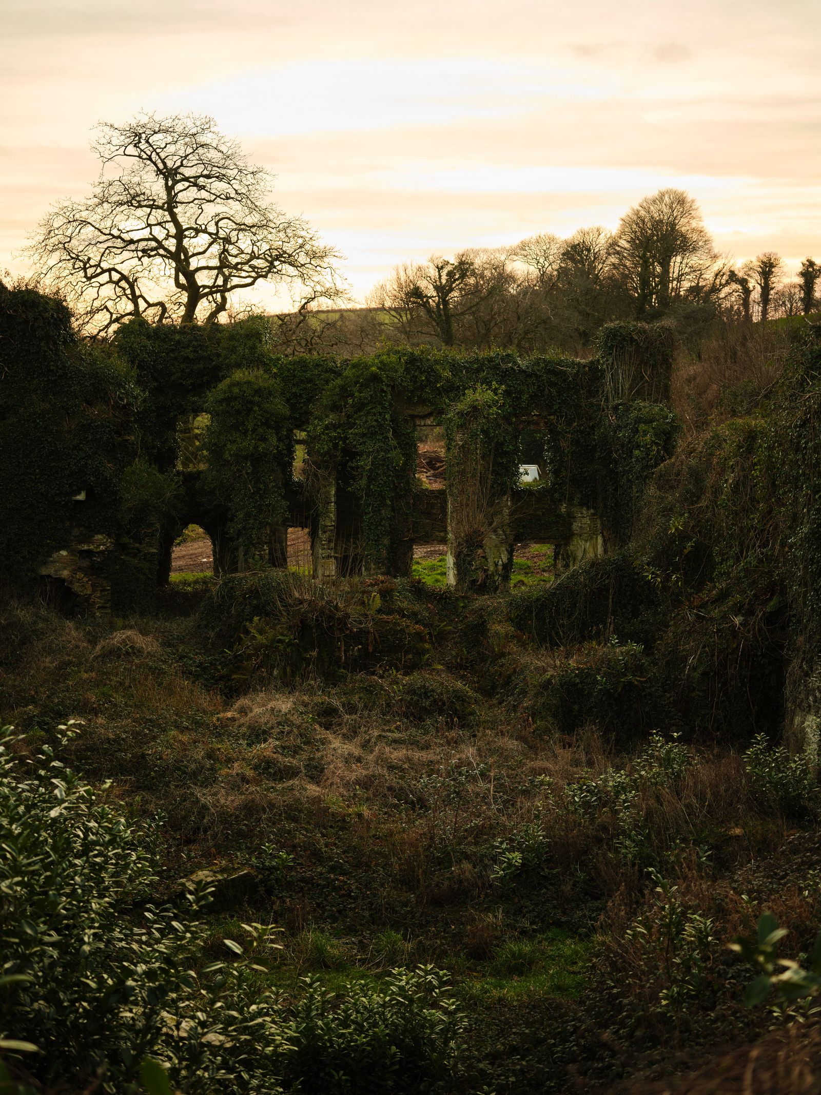 Image may contain Plant Vegetation Architecture Building Ruins Tree Grass Land Nature Outdoors Woodland and Moss