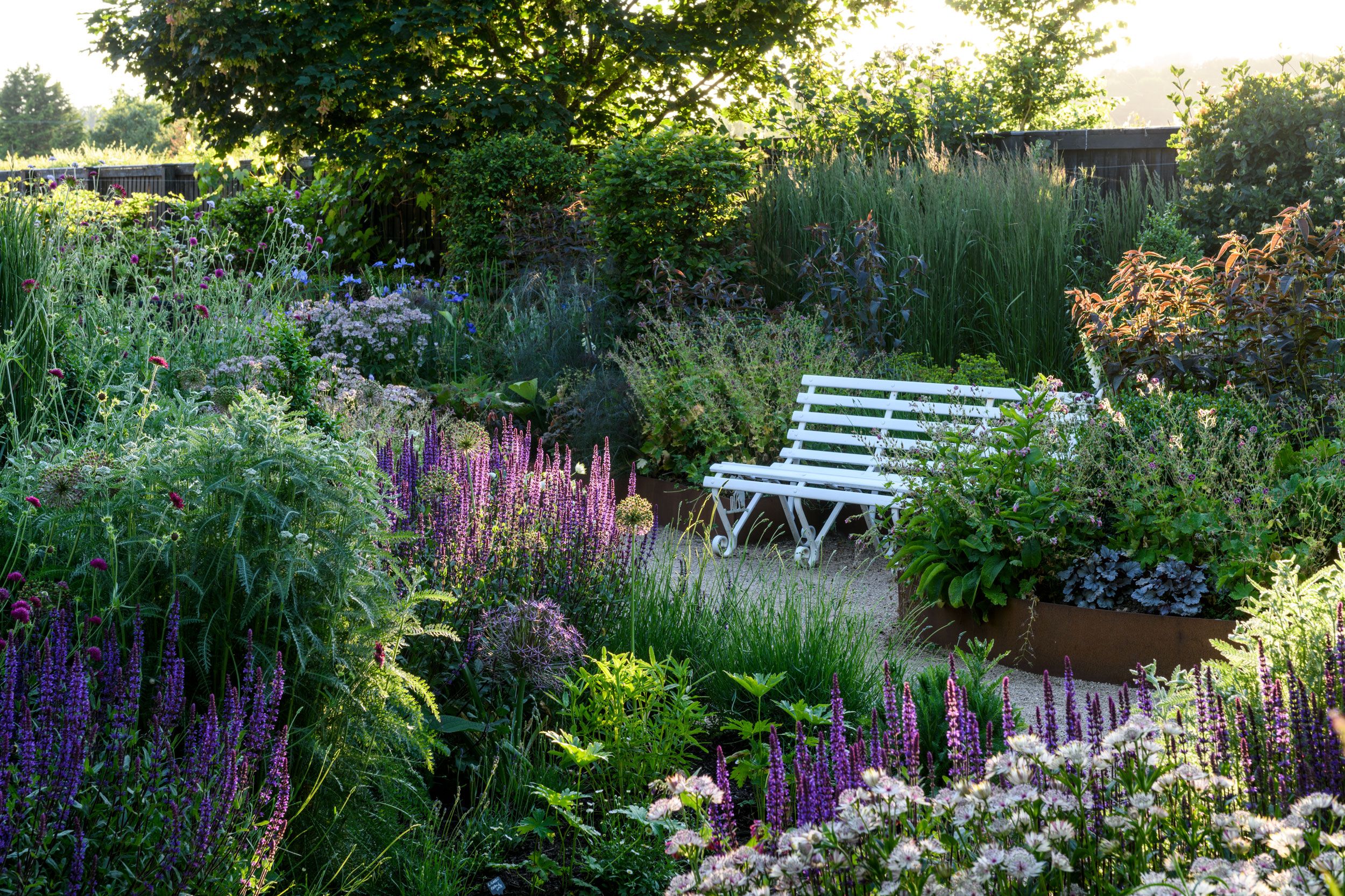 Image may contain: Garden, Nature, Outdoors, Herbal, Herbs, Plant, Vegetation, Backyard, Yard, Grass, Purple, and Bench