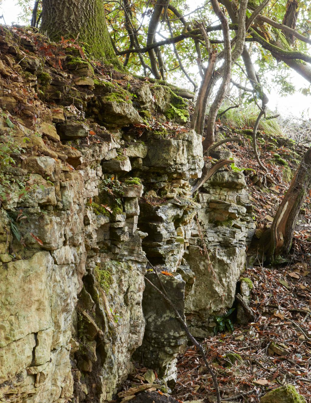 The stone for the walls of the house was quarried from this dell that leads up to the house.