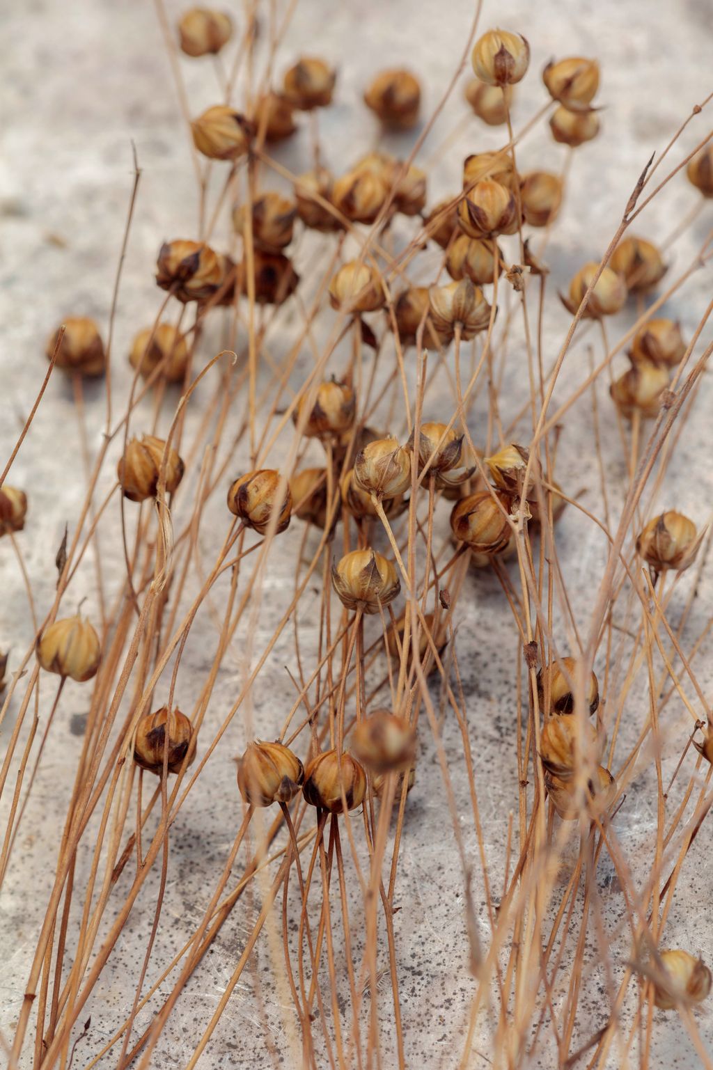 Linum usitatissimum .