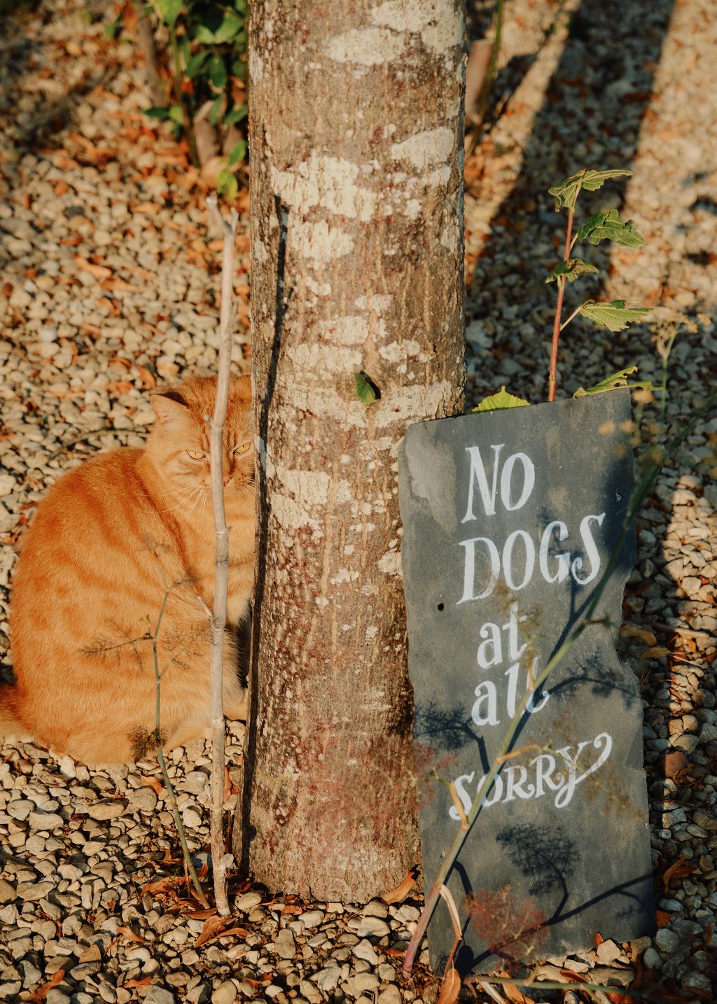 The red cat Kevin very much part of the household.