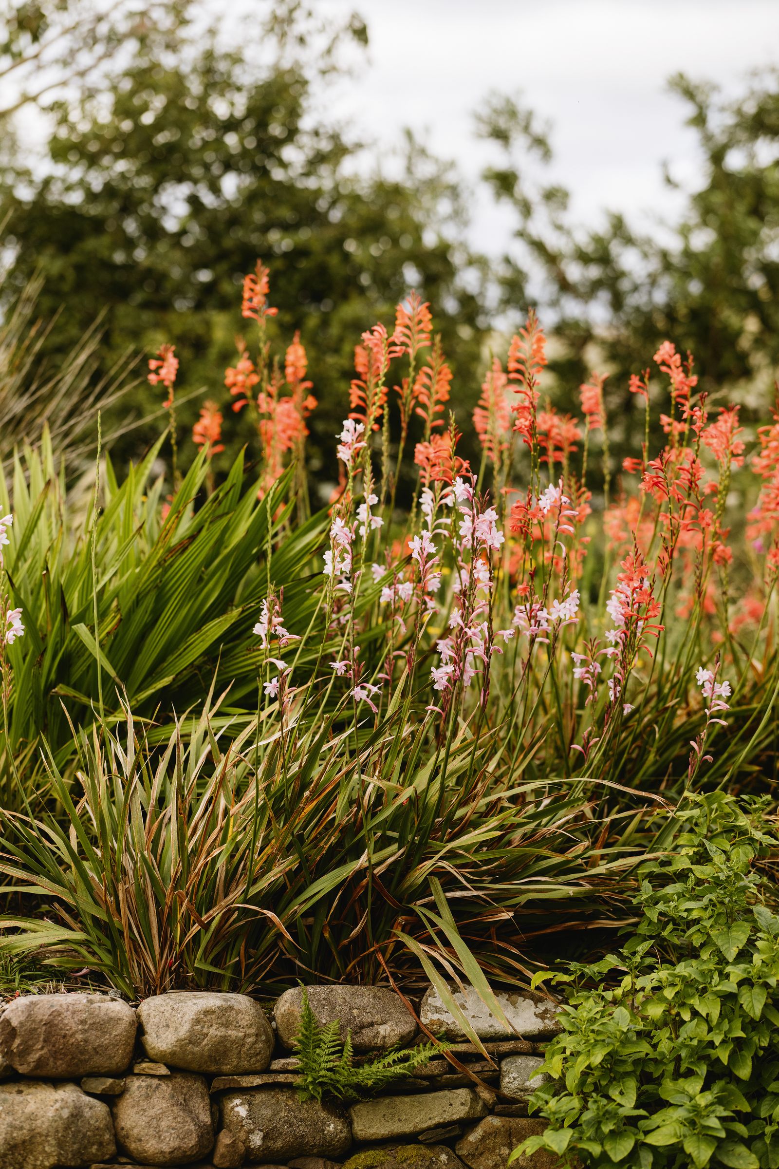 Orange and pink Watsonia pillansii hybrids thrive in raised beds near the house.